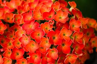 Red Kalanchoe Plant In Flower