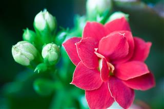Beautiful Kalanchoe Flower With Buds
