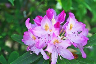 Flower Of The Rhododendron