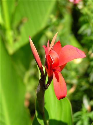 Red Lily Flower