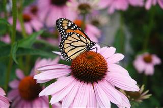 Monarch Butterfly On Purple Coneflower