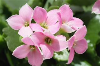 Pink Flowers Of Kalanchoe