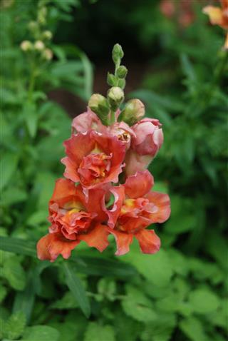 Double Snapdragon