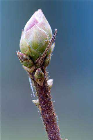 Azalea Bud Signs Of Spring