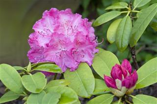 Rhododendron Lavender Girl