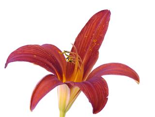 Flower Of Lily