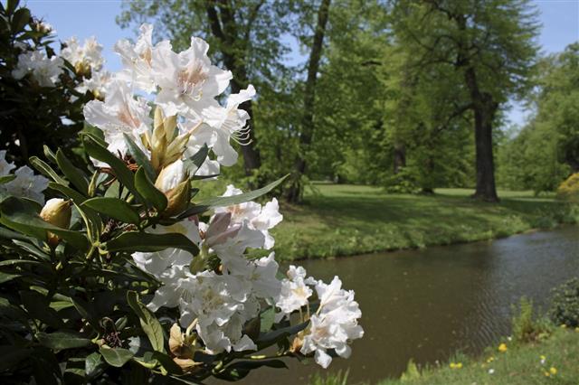 Rhododendron In The Park