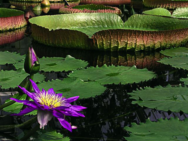 Giant Amazon Water Lily