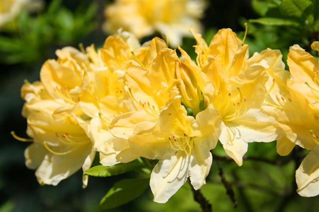Beauty Of Rhododendron