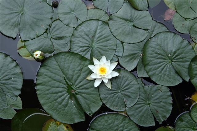 Lily Flower In A Water