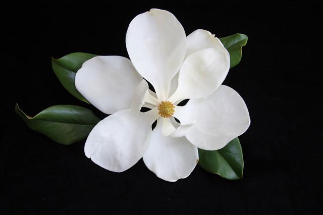 A White Magnolia Flower Blossoming