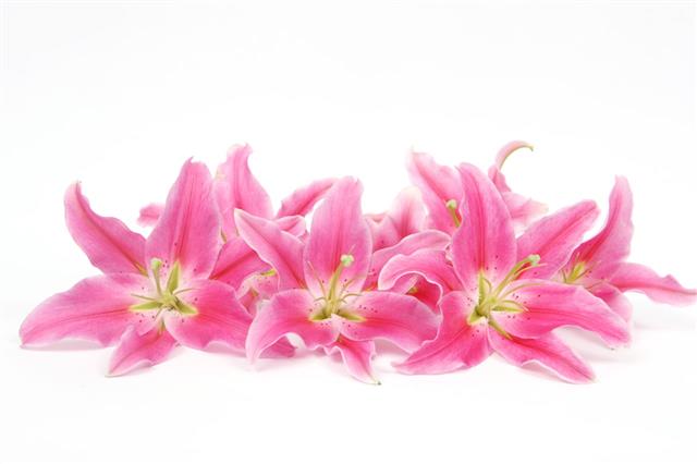 Group Of Pink Lilies