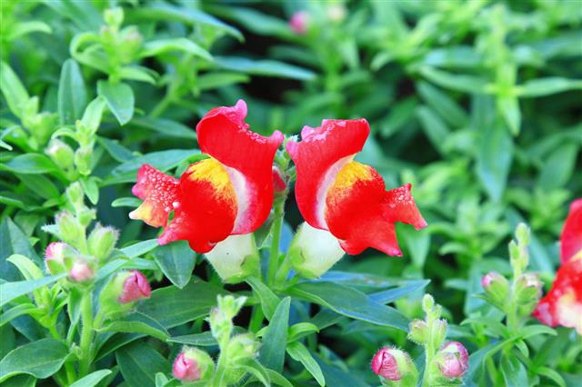 Snapdragon Flowers In A Garden