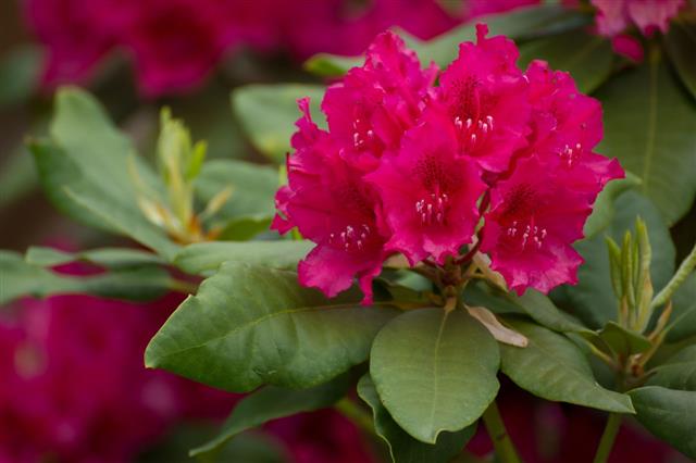 Blooming Fuchsia Rhododendron
