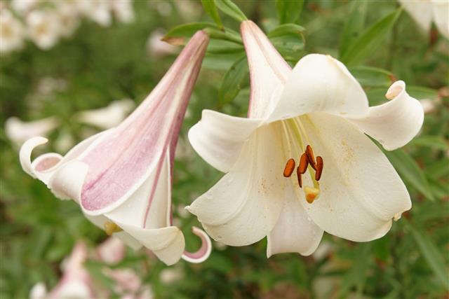 White Lily Flower In Summer