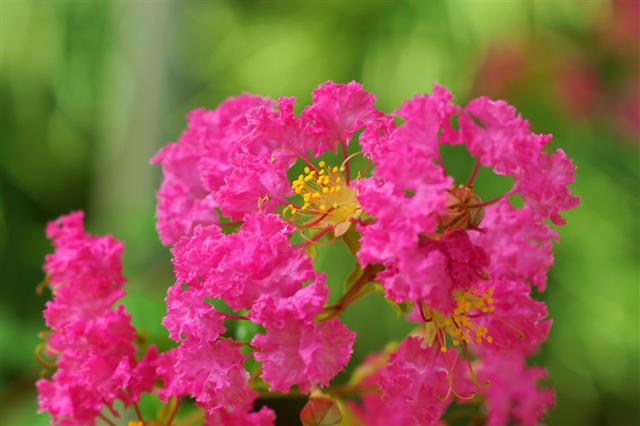 Pink Lagerstroemia Indica Flower