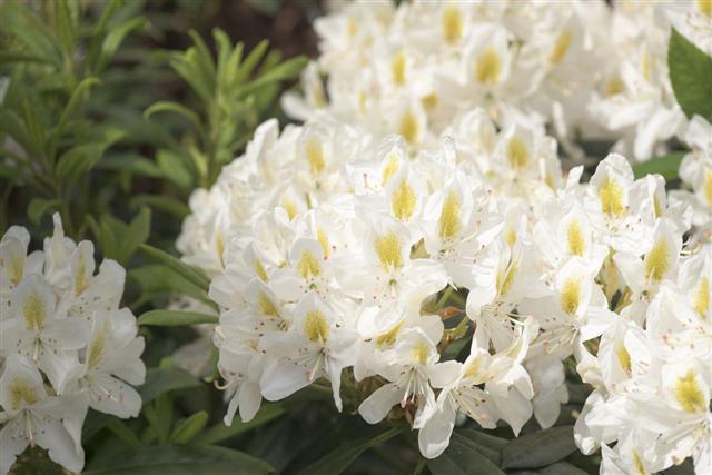 White And Yellow Rhododendron