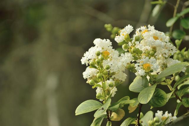 White Crepe Myrtle Blooms