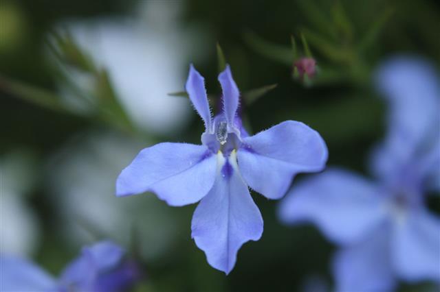 Lobelia Flower