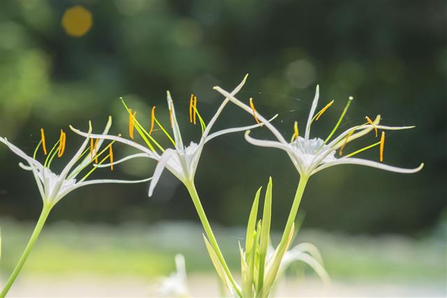 White Crinum Lily Bloom
