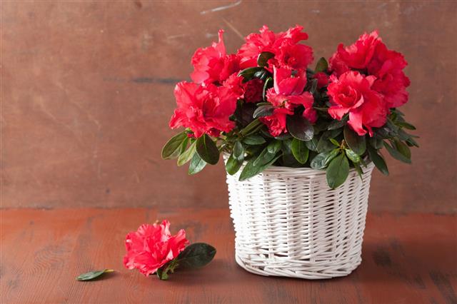 Beautiful Red Azalea Flowers