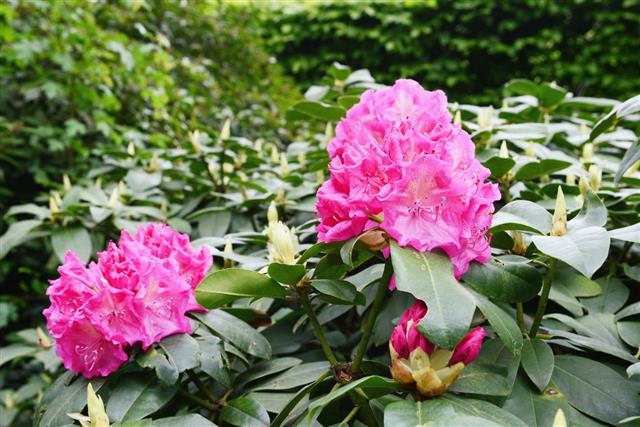 Pink Rhododendron Bush