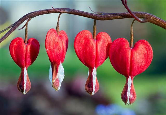 Red Bleeding Heart Flowers