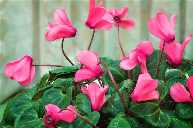 Cyclamen Flowers With Green Leaves
