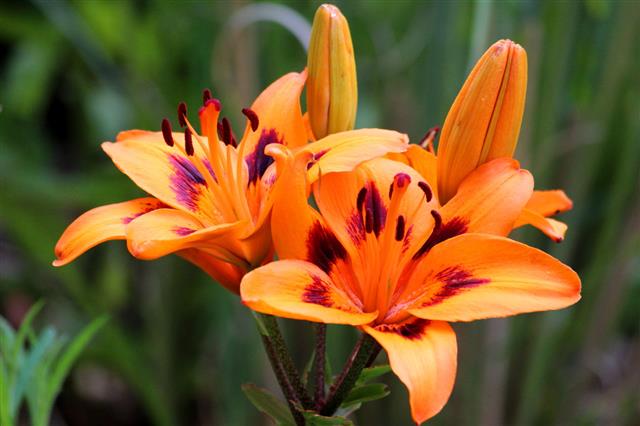 Orange Tiger Lily Flowers In Garden
