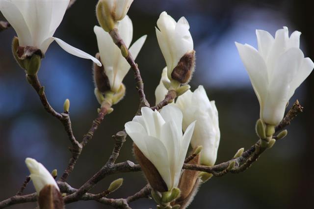 White Magnolia Tree Flowers