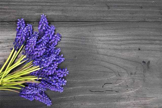 Muscari Bouquet On Table