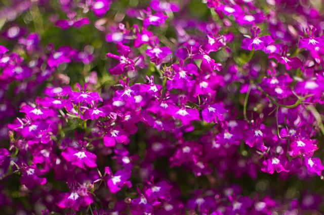 Purple Lobelia Blooming Flower
