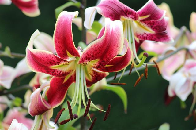 Pink Red And White Lily Flowers