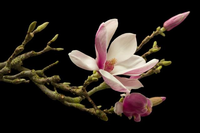 Blooming Magnolia
