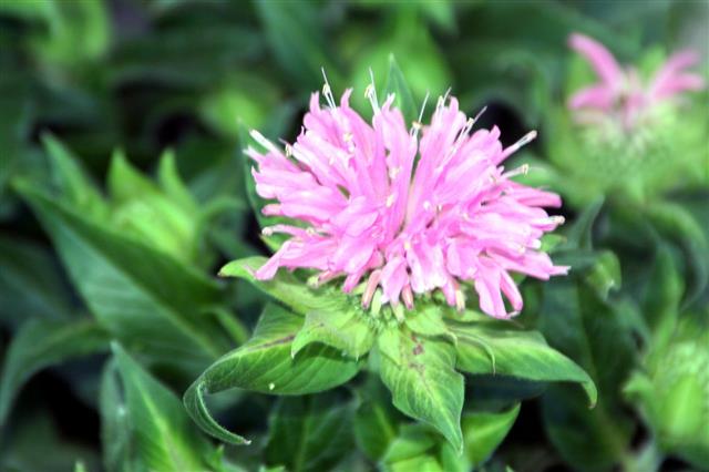 Pink Bee Balm Flower