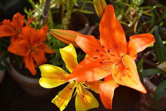 Yellow And Orange Lily Flowers
