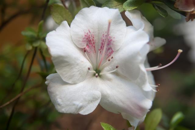 Beautiful Azalea Flower
