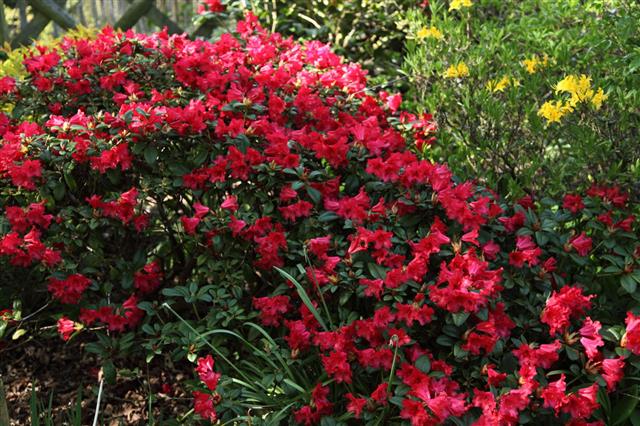Flowering Rhododendron