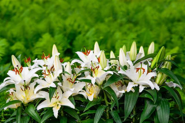 Easter Lilies And Ferns In Garden