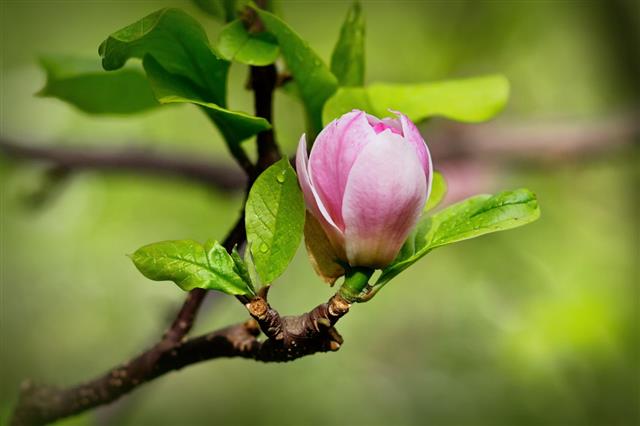 Burgeon Of Magnolia In Springtime