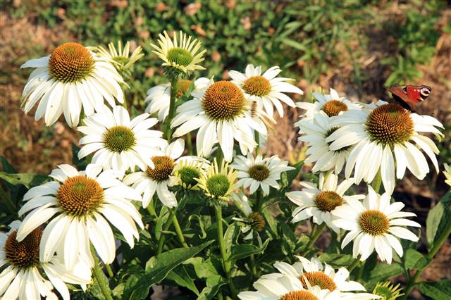 White Echinacea With Butterfly