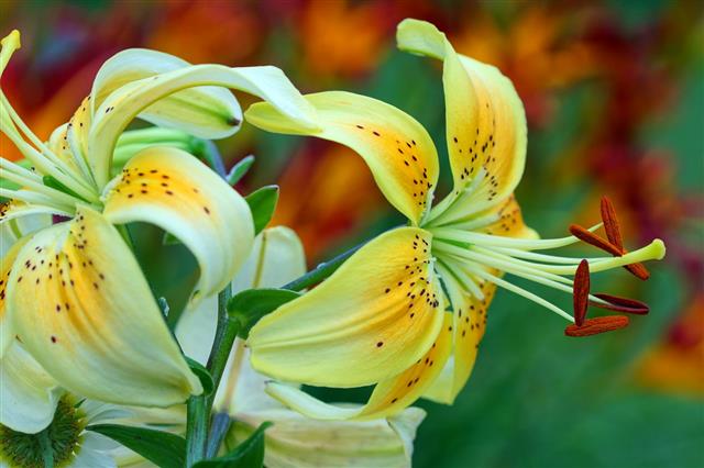 Lilies And Day Lilies