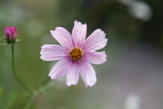 Beautiful Flower Echinacea