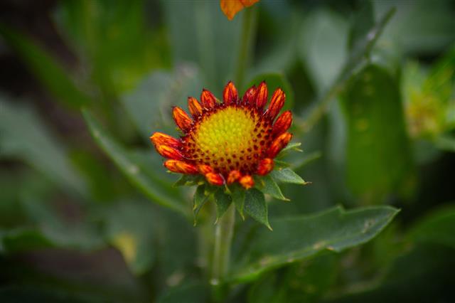Gaillardia Arizona Sun Flower