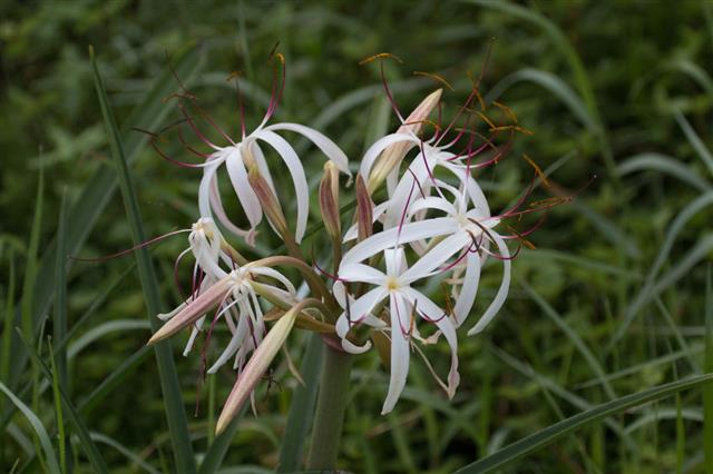 Spider Lily In Bloom