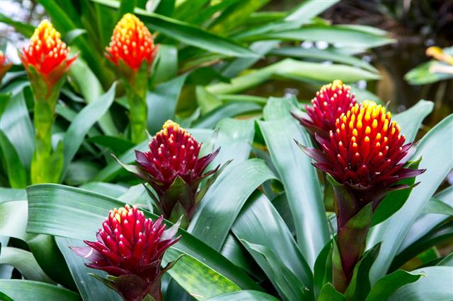 Colorful Of Bromeliad Flowers