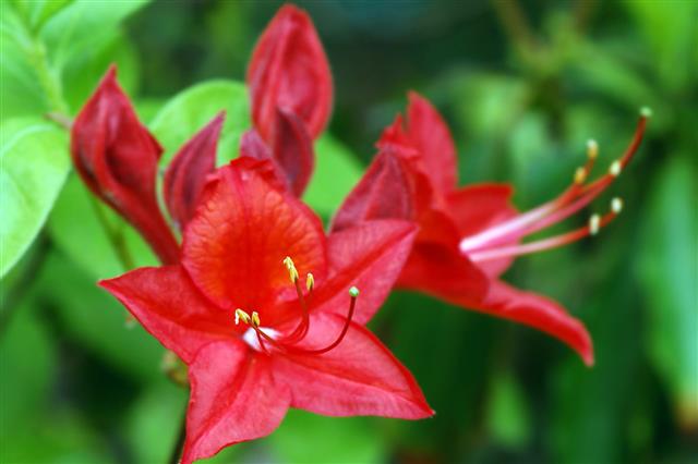 Macro Of Red Azalea Bush Blossom