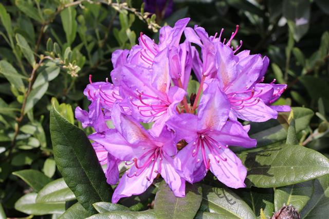 Pontic Rhododendron Flower