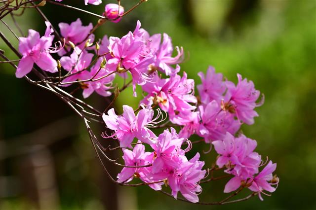 Rhododendron Dilatatum