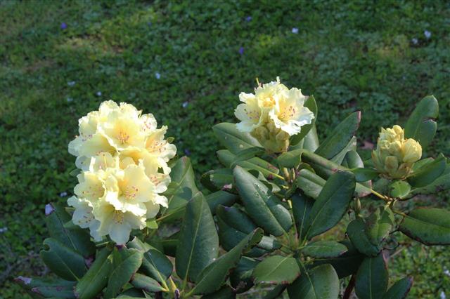 Yellow Rhododendron Blossoms